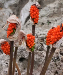Red Arum Cyrenaicum Flower Seeds - 10 Deep Red Arum Seeds - Image 1