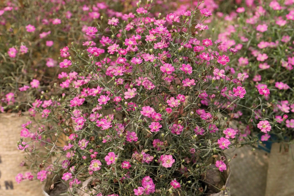 Red Baby's Breath Flower Seeds - Gypsophila Elegans - 350 Seeds - Image 2