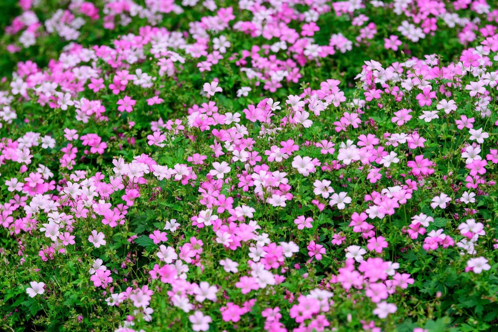 Red Baby's Breath Flower Seeds - Gypsophila Elegans - 350 Seeds - Image 3