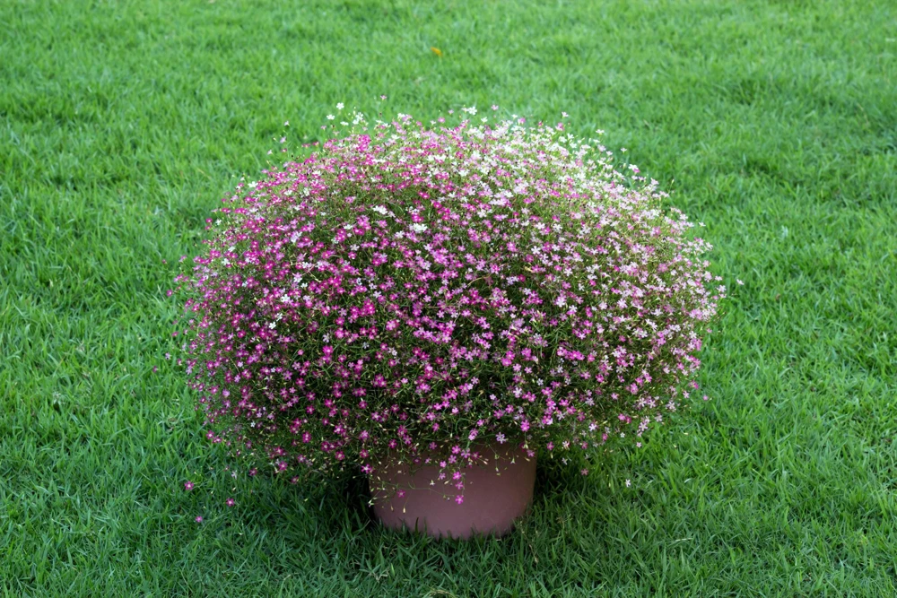 Red Baby's Breath Flower Seeds - Gypsophila Elegans - 350 Seeds - Image 5