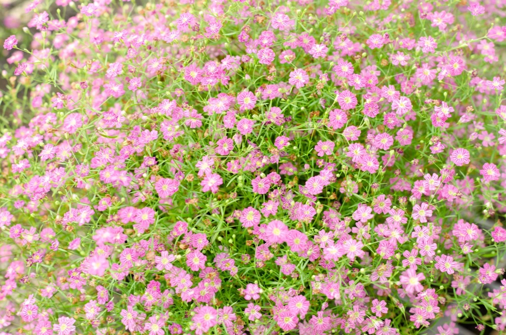 Red Baby's Breath Flower Seeds - Gypsophila Elegans - 350 Seeds - Image 6