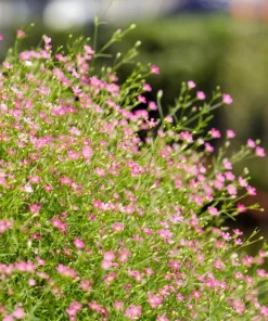 Red Baby's Breath Flower Seeds - Gypsophila Elegans - 350 Seeds - Image 7
