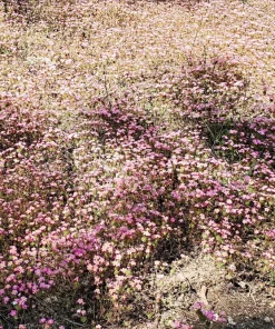 Red Baby's Breath Flower Seeds - Gypsophila Elegans - 350 Seeds - Image 9