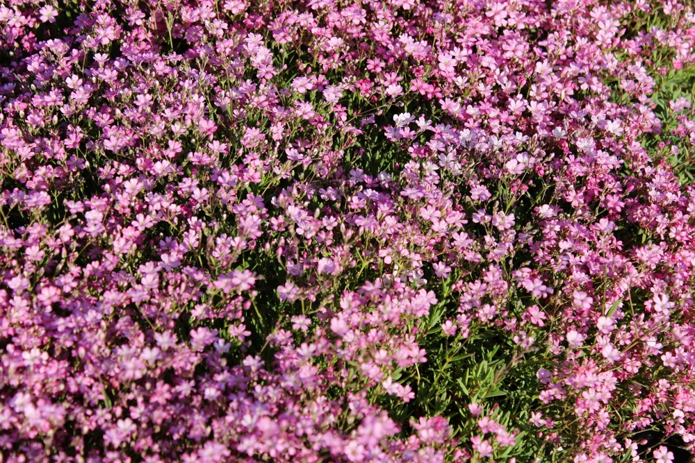 Red Baby's Breath Flower Seeds - Gypsophila Elegans - 350 Seeds - Image 1