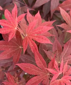 Red Baron Japanese Maple Tree Live Plant - Acer Palmatum - 8-12 ft Tall - Image 2