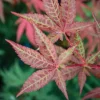 Red Baron Japanese Maple Tree Live Plant - Acer Palmatum - 8-12 ft Tall - Image 1