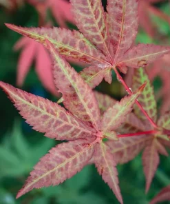 Red Baron Japanese Maple Tree Live Plant - Acer Palmatum - 8-12 ft Tall - Image 1