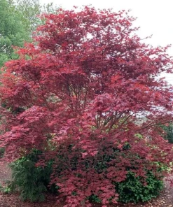 Red Baron Japanese Maple Tree Live Plant - Acer Palmatum - 8-12 ft Tall - Image 3