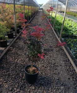 Red Baron Japanese Maple Tree Live Plant - Acer Palmatum - 8-12 ft Tall - Image 4