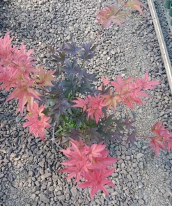 Red Baron Japanese Maple Tree Live Plant - Acer Palmatum - 8-12 ft Tall - Image 5