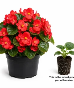 Red Begonia Live Plant – 3-5 Inches Tall – Vibrant Flowering – Indoor/Outdoor - Image 2