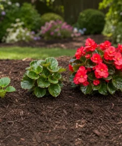 Red Begonia Live Plant – 3-5 Inches Tall – Vibrant Flowering – Indoor/Outdoor - Image 3