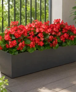 Red Begonia Live Plant – 3-5 Inches Tall – Vibrant Flowering – Indoor/Outdoor - Image 4