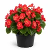 Red Begonia Live Plant – 3-5 Inches Tall – Vibrant Flowering – Indoor/Outdoor - Image 1