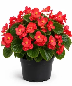 Red Begonia Live Plant – 3-5 Inches Tall – Vibrant Flowering – Indoor/Outdoor - Image 1