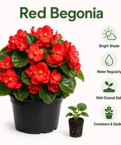 Red Begonia Live Plant – 3-5 Inches Tall – Vibrant Flowering – Indoor/Outdoor - Image 6
