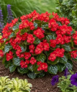 Red Begonia Live Plant – 3-5 Inches Tall – Vibrant Flowering – Indoor/Outdoor - Image 7