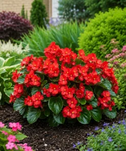 Red Begonia Live Plant – 3-5 Inches Tall – Vibrant Flowering – Indoor/Outdoor - Image 8