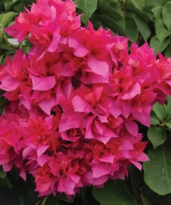 Red Bougainvillea Live Plants - 2 Pack - Vibrant Outdoor Flowering Vines - Image 2