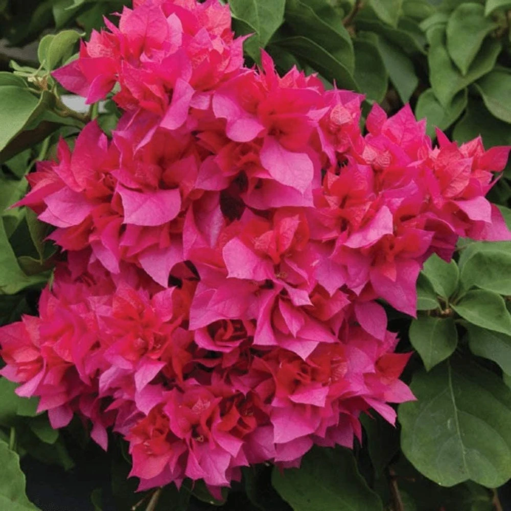 Red Bougainvillea Live Plants - 2 Pack - Vibrant Outdoor Flowering Vines - Image 2
