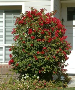Red Bougainvillea Live Plants - 2 Pack - Vibrant Outdoor Flowering Vines - Image 3