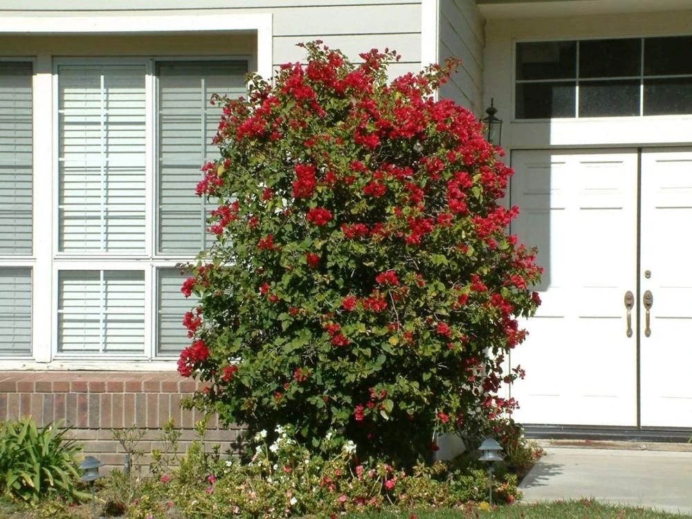 Red Bougainvillea Live Plants - 2 Pack - Vibrant Outdoor Flowering Vines - Image 3