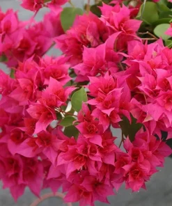 Red Bougainvillea Live Plants - 2 Pack - Vibrant Outdoor Flowering Vines - Image 4