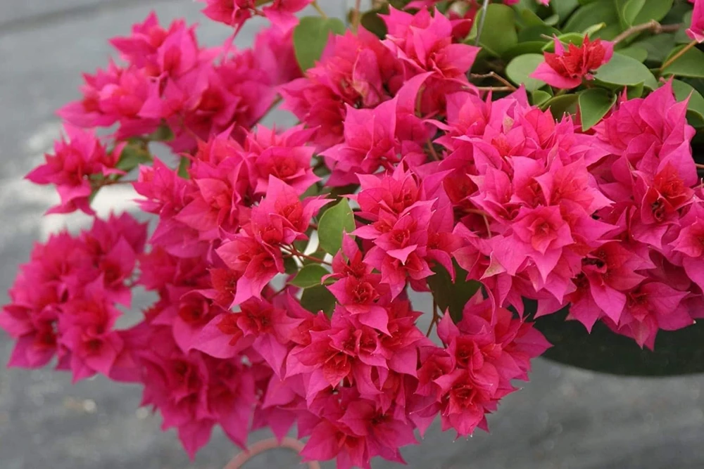 Red Bougainvillea Live Plants - 2 Pack - Vibrant Outdoor Flowering Vines - Image 4