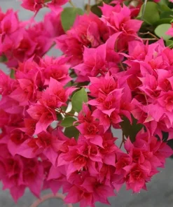 Red Bougainvillea Live Plants - 2 Pack - Vibrant Outdoor Flowering Vines - Image 5