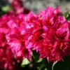 Red Bougainvillea Live Plants - 2 Pack - Vibrant Outdoor Flowering Vines - Image 1