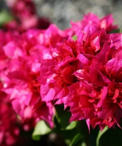 Red Bougainvillea Live Plants - 2 Pack - Vibrant Outdoor Flowering Vines - Image 1