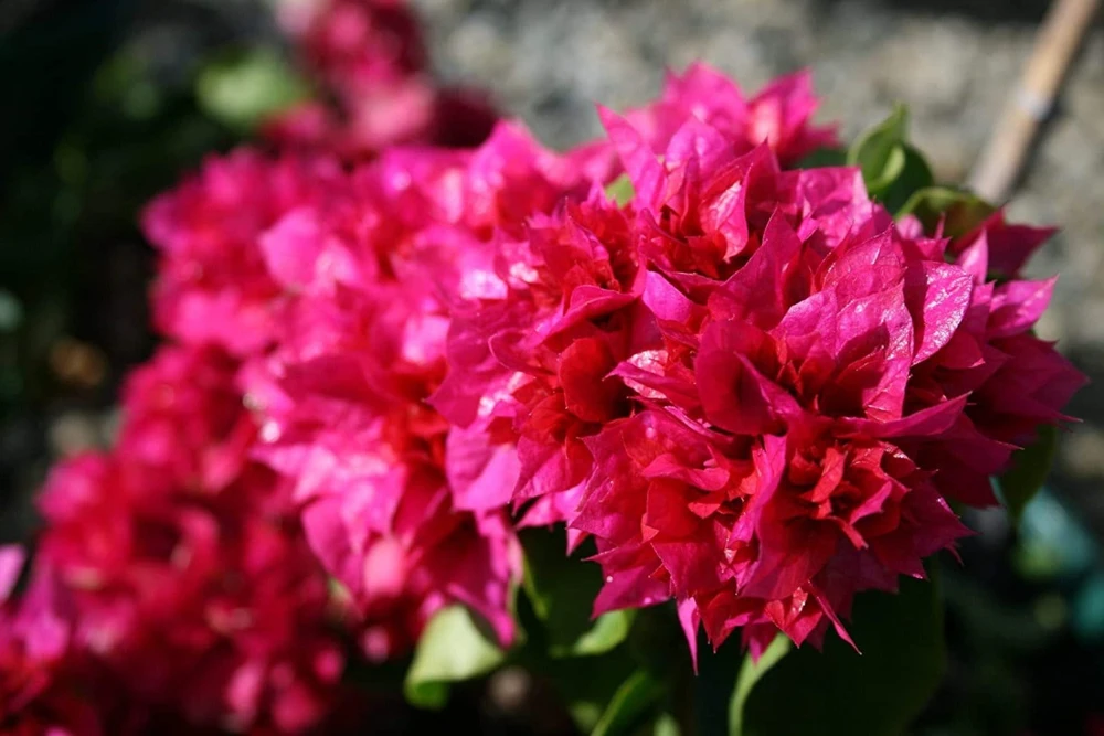Red Bougainvillea Live Plants - 2 Pack - Vibrant Outdoor Flowering Vines - Image 1