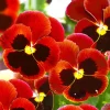 Red & Brown Swiss Giant Pansy Seeds - 50 Viola Wittrockiana Flower Seeds - Image 1