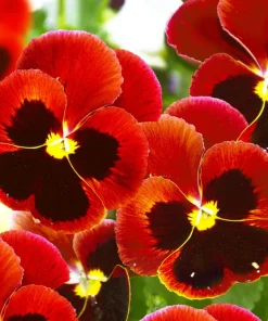 Red & Brown Swiss Giant Pansy Seeds - 50 Viola Wittrockiana Flower Seeds - Image 1