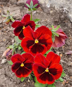 Red & Brown Swiss Giant Pansy Seeds - 50 Viola Wittrockiana Flower Seeds - Image 10