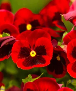 Red & Brown Swiss Giant Pansy Seeds - 50 Viola Wittrockiana Flower Seeds - Image 2
