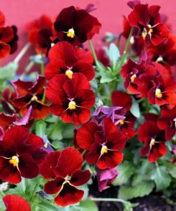 Red & Brown Swiss Giant Pansy Seeds - 50 Viola Wittrockiana Flower Seeds - Image 3