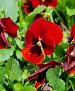 Red & Brown Swiss Giant Pansy Seeds - 50 Viola Wittrockiana Flower Seeds - Image 4