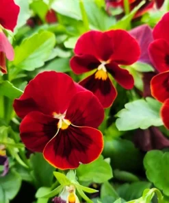 Red & Brown Swiss Giant Pansy Seeds - 50 Viola Wittrockiana Flower Seeds - Image 5
