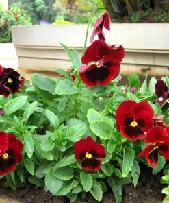 Red & Brown Swiss Giant Pansy Seeds - 50 Viola Wittrockiana Flower Seeds - Image 6