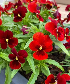 Red & Brown Swiss Giant Pansy Seeds - 50 Viola Wittrockiana Flower Seeds - Image 7