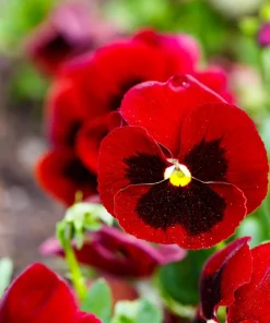 Red & Brown Swiss Giant Pansy Seeds - 50 Viola Wittrockiana Flower Seeds - Image 8