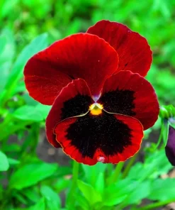 Red & Brown Swiss Giant Pansy Seeds - 50 Viola Wittrockiana Flower Seeds - Image 9