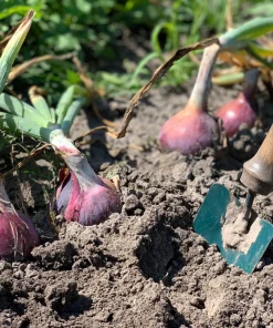 Red Burgundy Onion Seeds - 250 Allium Cepa Vegetable Seeds for Gardening - Image 7