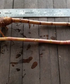 Red Button Ginger Live Rhizomes - Costus Woodsonii Tropical Plant, Shade Loving, 2 Pack - Image 2