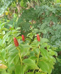 Red Button Ginger Live Rhizomes - Costus Woodsonii Tropical Plant, Shade Loving, 2 Pack - Image 3