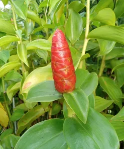 Red Button Ginger Live Rhizomes - Costus Woodsonii Tropical Plant, Shade Loving, 2 Pack - Image 4