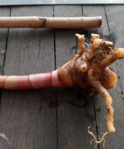 Red Button Ginger Live Rhizomes - Costus Woodsonii Tropical Plant, Shade Loving, 2 Pack - Image 5