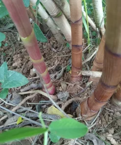 Red Button Ginger Live Rhizomes - Costus Woodsonii Tropical Plant, Shade Loving, 2 Pack - Image 6
