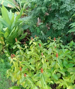 Red Button Ginger Live Rhizomes - Costus Woodsonii Tropical Plant, Shade Loving, 2 Pack - Image 7